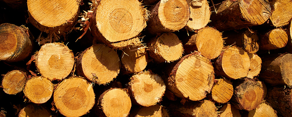 Оцінка деревини